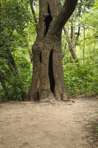 old hollow tree in a forest 