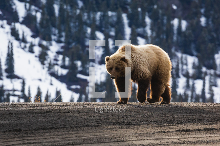 grizzly bear in Alaska 