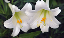 Two white Easter lilies; closeup.