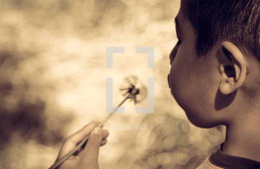 boy child blowing on a dandelion 