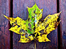 fall leaf on a deck 