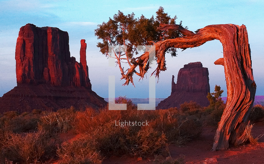 Bent pinyon tree with sandstone mitten formations.