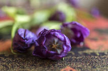 focus inside a purple tulip laying on table
