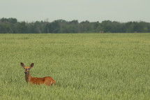deer in a field 
