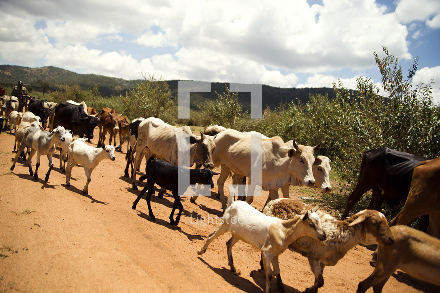 cattle and goats on a dirt road 