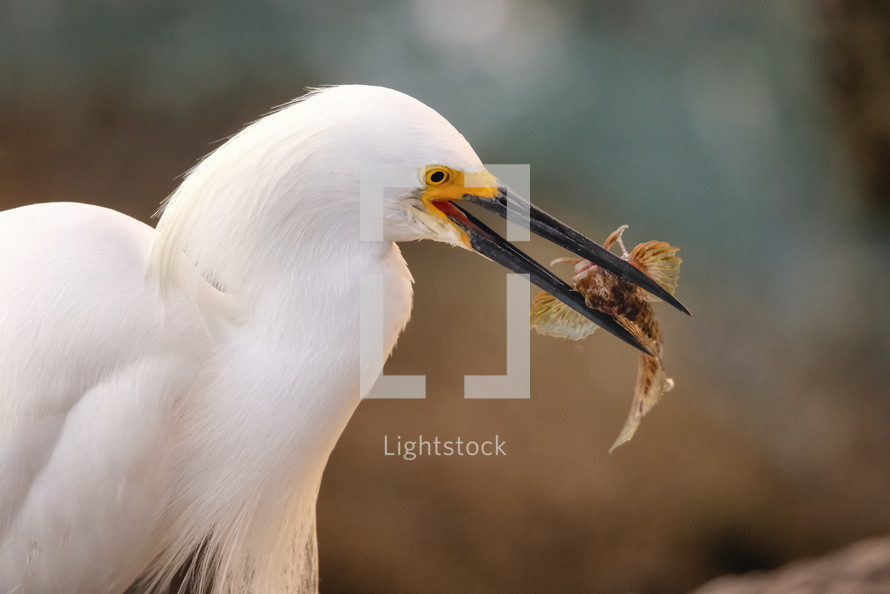 egret eating a fish 