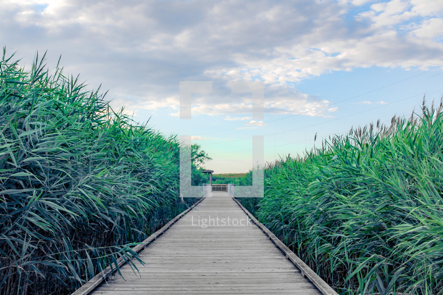 boardwalk through a marsh 