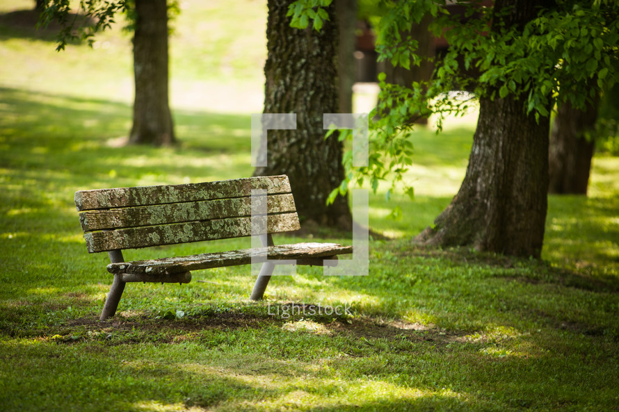weathered park bench under trees 