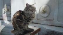 Feral Stray cat Cats in Istanbul, Turkey 