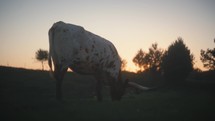 Longhorn Cow Grazing At Sunset