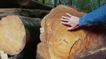 hand touches a cut trunk