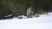 deer in winter snow 