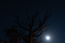 The stars and moon above a twisted old Juniper tree in the high desert