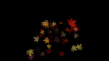 Autumn leaves on black background 