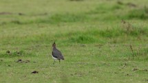 Northern Lapwing Bird Foraging And Walking Around The Lush Green Field. - wide shot