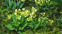 Fresh Spring primrose Primula veris herbs flowers bloom fast in green moss meadow Growing Time lapse
