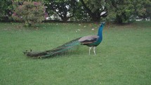 Peacocks inhabit the gardens of Jardins do Palácio de Cristal in Porto.