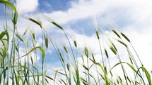 Wheat ears under a blue sky