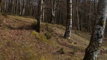 Walking Among Trees Near Lake Zomaro In Aspromonte Mountains