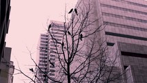 grackles in a winter tree in a city 