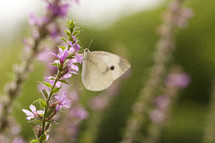 butterfly on a wildflower 