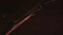droplet of blood on a crown of thorns 