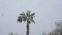 Snow falling on a palm tree in the desert during a rare snowstorm