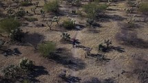 Aerial of a man riding a mountain bike on a desert trail with exotic cactus