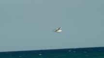 Seagull flies over the ocean