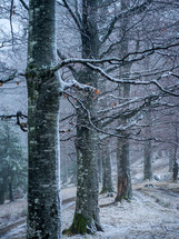 dusting of snow in a forest 