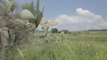 Green peaceful natural landscape with cactus plants and hills