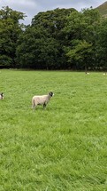 Sheep in field, Ulswater, Penrith, Lake District, UK