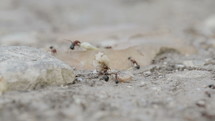 Macro shot of ants working around the nest, collecting food