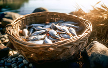 Basket of fish