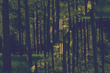 Abstract forest background.