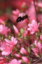 bee over pink flowers 