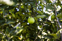 Green apple tree