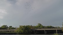 Slow motion of birds circling in the sky.