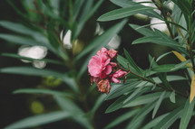 Close-up of pink flowers blooming outdoors