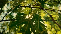 The sun shining through the birch leaves 