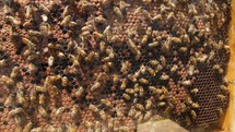 Bees work for the production of honey