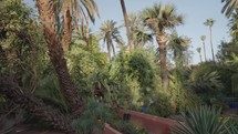Desert Plants Cacti, Date Palms, Mexican agave with Blue Sky in The Jardin Garden