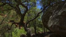 Dolly shot of trees and large boulders in a scenic canyon
