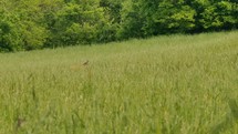 Deer in a Grassy Meadow