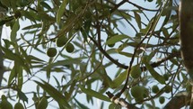 production of Italian organic olives