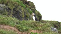 A Puffin close up view