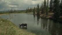 Timelapse of a moose drinking lake water in the mountains.