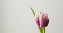 time-lapse of a blooming tulip 