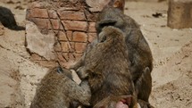 Group of baboons on a rocky landscape