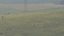 A red Falcon flying over the green meadow searching for prey